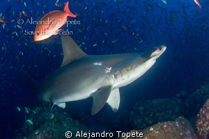 Hammerhead Shark, Galapagos Ecuador by Alejandro Topete 
